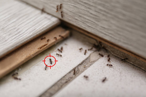 Best Local Pest Control Services  in Centerton, AR